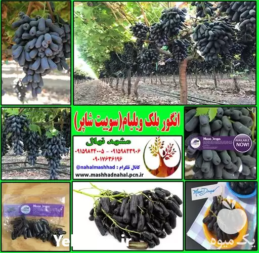 قیمت خرید نهال انگور بلک و یلیام در مشهد در گروه خرید و فروش نهال انگور در یکمیوه -عکس1