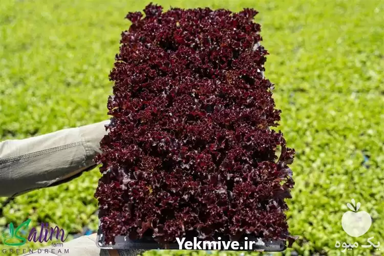 دوره آموزشی تولید پرورش کاهو فرانسوی در گروه دوره آموزش کشاورزی در یکمیوه -عکس1