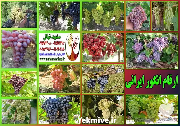 فروش نهال انگور سیاه در مشهد در گروه خرید و فروش نهال انگور در یکمیوه -عکس1