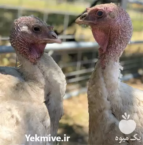 کارگاه آموزشی پرورش بوقلمون گوشتی در تهران در گروه دوره آموزش کشاورزی در یکمیوه -عکس1