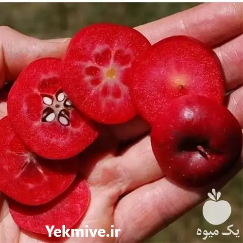 قیمت خرید نهال سیب تو سرخ در ساری در گروه خرید و فروش نهال میوه در یکمیوه -عکس1