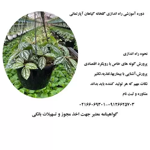 پرورش گیاهان آپارتمانی در گروه دوره آموزش کشاورزی در یکمیوه -عکس1