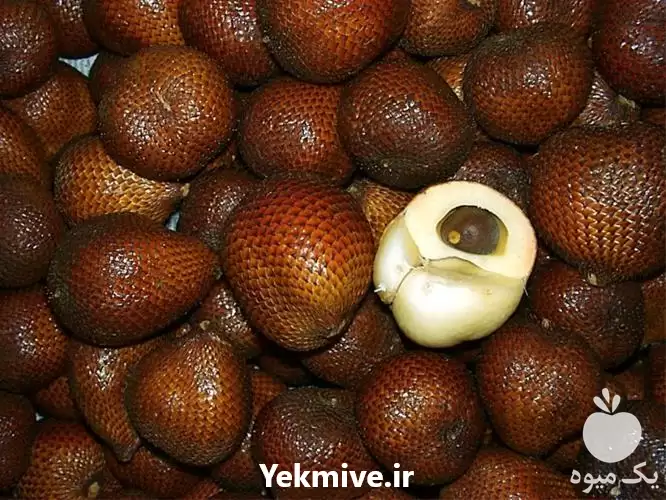 فروش نهال میوه اسنیک در ساری در گروه خرید و فروش نهال میوه در یکمیوه -عکس1