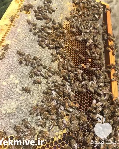 دوره آموزشی زنبورداری با مدرک معتبر در گروه دوره آموزش کشاورزی در یکمیوه -عکس1