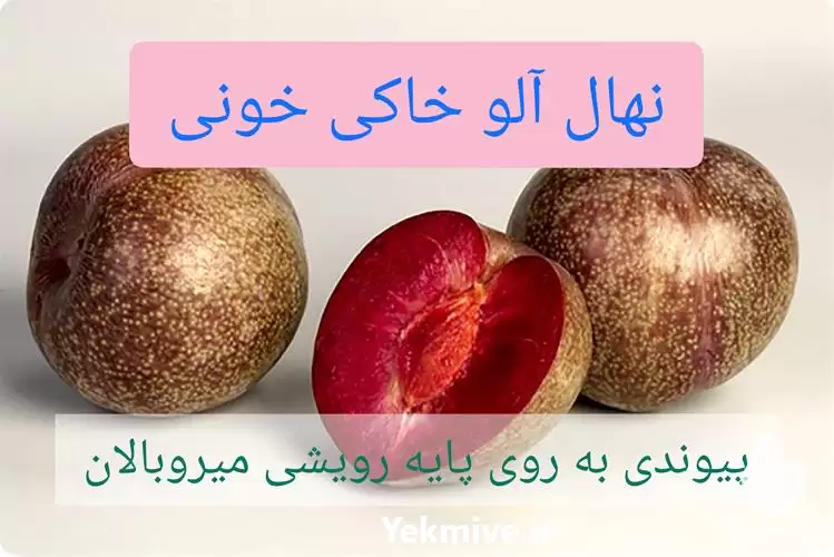 فروش نهال آلو خاکی خونی پیوندی در گروه خرید و فروش میوه استوایی در یکمیوه -عکس1
