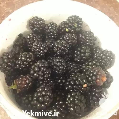 فروش عرضه نهال ریشه پر تمشک در ساری در گروه خرید و فروش نهال در یکمیوه -عکس1