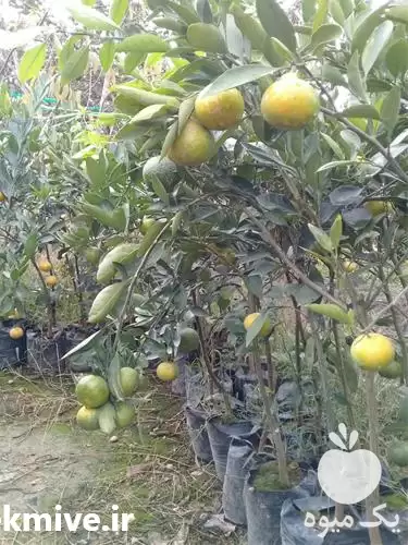 قیمت خرید ارائه نهال مرکبات نارنگی در ساری در گروه خرید و فروش نهال مرکبات در یکمیوه -عکس1