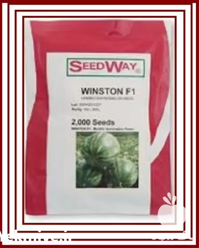 فروش بذر هندوانه وینستون در گروه خرید و فروش بذر هندوانه در یکمیوه -عکس1