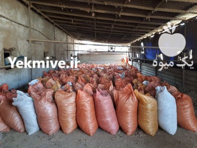 پوست بادام زمینی خشک در انواع در آستانه اشرفیه در گروه خرید و فروش بادام در یکمیوه -عکس2