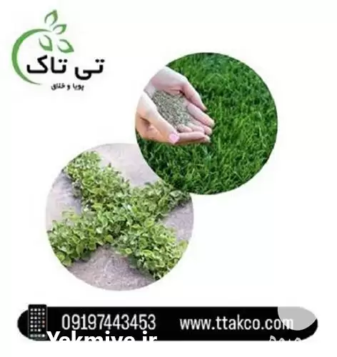 خرید بهترین بذر شبدر دایکوندرا در کرج در گروه سازنده در یکمیوه -عکس1