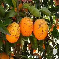 قیمت خرید قارچ کش مرکبات بر در تهران در گروه خرید و فروش انواع سم در یکمیوه