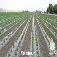 قیمت خرید بزرگترین تولید کننده نایلون در سنندج در گروه خرید و فروش بسته بندی نایلونی در یکمیوه