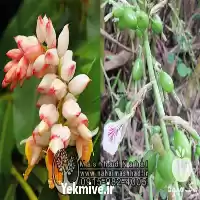 نهال زنجبیل فروش نهال هل در مشهد در گروه خرید و فروش گیاهان دارویی در یکمیوه