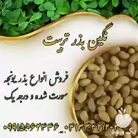 قیمت خرید بذر یونجه مستقیم در ارومیه در گروه خرید و فروش بذر یونجه در یکمیوه