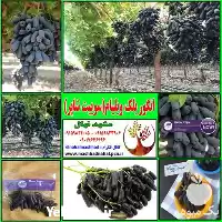 قیمت خرید نهال انگور بلک و یلیام در مشهد در گروه خرید و فروش نهال انگور در یکمیوه