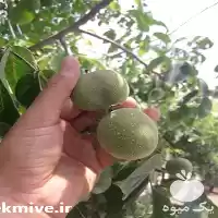 فروش عرضه قلم گردو نژاد خوشه در ساری در گروه خرید و فروش نهال گردو در یکمیوه
