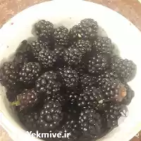 فروش عرضه نهال ریشه پر تمشک در ساری در گروه خرید و فروش نهال در یکمیوه