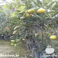 قیمت خرید ارائه نهال مرکبات نارنگی در ساری در گروه خرید و فروش نهال مرکبات در یکمیوه