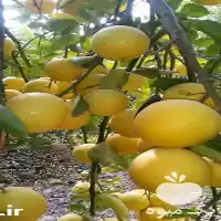 قیمت خرید ارائه نهال لیمو شیرین در گروه خرید و فروش لیمو شیرین در یکمیوه
