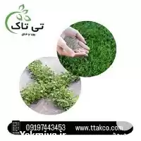 خرید بهترین بذر شبدر دایکوندرا در کرج در گروه سازنده در یکمیوه