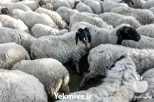 کارگاه آموزشی تزریقات دام در گروه دوره آموزش کشاورزی در یکمیوه -عکس1