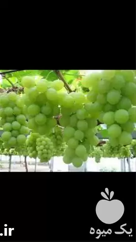 فروش نهال گلدانی انگور لعل شاهرود در ساری در گروه خرید و فروش انگور در یکمیوه -عکس1