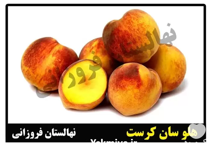 فروش ارائه گونه های متنوع درخت میوه در ساری در گروه خرید و فروش نهال میوه در یکمیوه -عکس1