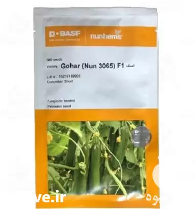 قیمت خرید بذر خیار گوهر در یزد در گروه خرید و فروش بذر خیار در یکمیوه -عکس1