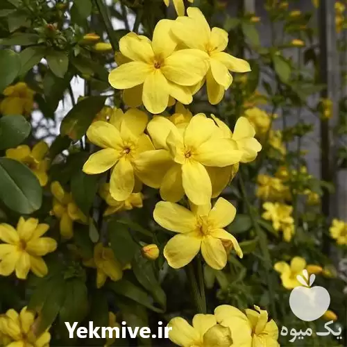 نهال درختچه یاس شیروانی زرد در ساری در گروه خدمات باغبانی در یکمیوه -عکس1