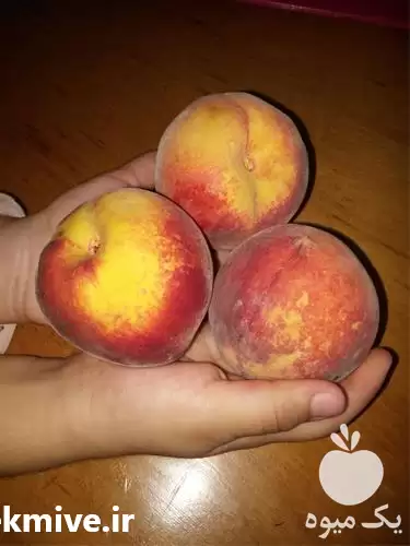 قیمت خرید هلو زعفرانی 85 روزه در گروه خرید و فروش زعفران در یکمیوه -عکس1