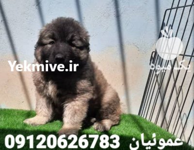 فروش استثنایی سگ قفقازی کوهستانی قفقازی در کرج در گروه سگ و گربه در یکمیوه -عکس2