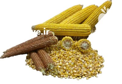 چوب بلال تازه در کرمانشاه در گروه خرید و فروش انواع چوب در یکمیوه -عکس1