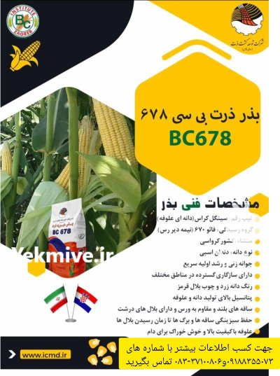 بذر ذرت با قوه نامیه بالا در کرمانشاه در گروه خرید و فروش ذرت در یکمیوه -عکس1