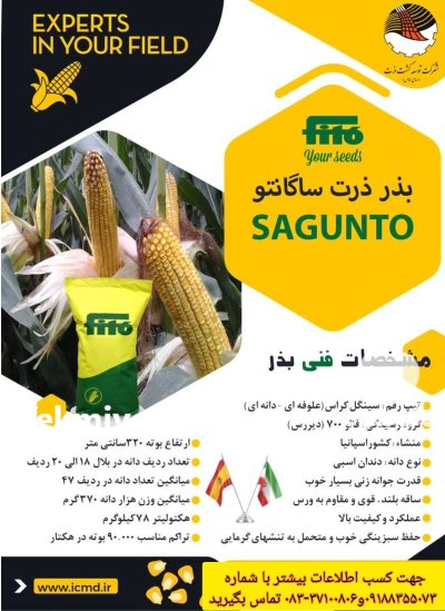 بذر ذرت با قوه نامیه بالا در کرمانشاه در گروه خرید و فروش ذرت در یکمیوه -عکس3