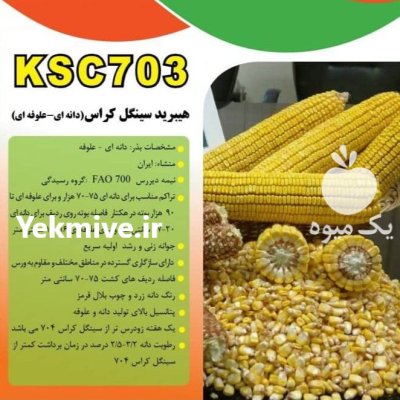 بذر ذرت با قوه نامیه بالا در کرمانشاه در گروه خرید و فروش ذرت در یکمیوه -عکس4