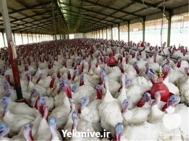 فروش جوجه یک روزه بوقلمون گوشتی در ارومیه در گروه مرغ و خروس و بوقلمون و اردک قو قاز در یکمیوه -عکس1