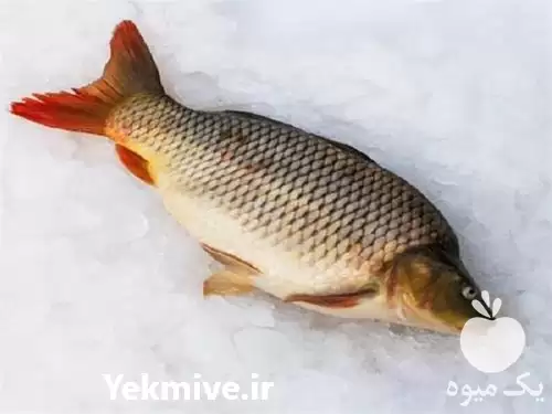 فروش بچه ماهی کپور با کیفیت در ارومیه در گروه خرید و فروش بچه ماهی در یکمیوه -عکس1