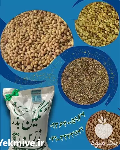 قیمت خرید قیمت بذر یونجه در یزد در گروه خرید و فروش بذر یونجه در یکمیوه -عکس1