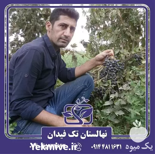 خرید و قیمت نهال انگور شانی در ارومیه در گروه خرید و فروش نهال انگور در یکمیوه -عکس1