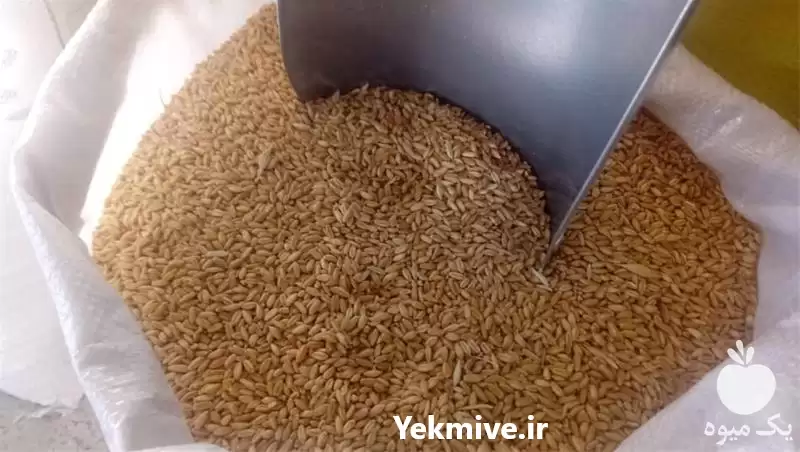 فروش گندم ویژه طیور در گروه خرید و فروش گندم و جو در یکمیوه -عکس1