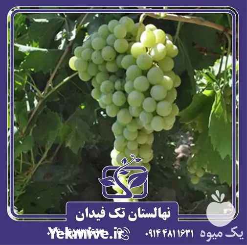 فروش خرید و قیمت نهال انگور در ارومیه در گروه خرید و فروش نهال انگور در یکمیوه -عکس1