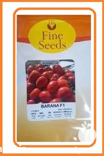 قیمت خرید عرضه بذر گوجه فرنگی در یزد در گروه خرید و فروش بذر گوجه در یکمیوه -عکس1