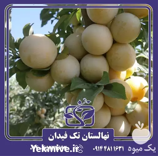 فروش خرید قیمت نهال آلو قطره در ارومیه در گروه خرید و فروش نهال در یکمیوه -عکس1