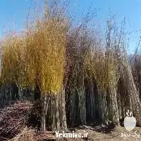 فروش عرضه قلم بید طلایی زرد در ساری در گروه خرید و فروش نهالستان در یکمیوه