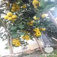 فروش زمستانه انواع نهال هلو شلیل در ساری در گروه خرید و فروش شلیل در یکمیوه