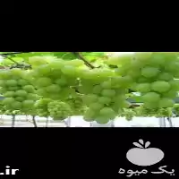 فروش نهال گلدانی انگور لعل شاهرود در ساری در گروه خرید و فروش انگور در یکمیوه