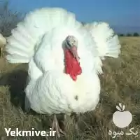 قیمت خرید جوجه بوقلمون بیوتی در ارومیه در گروه مرغ و خروس و بوقلمون و اردک قو قاز در یکمیوه