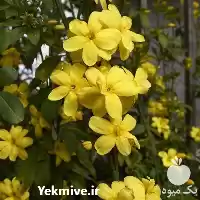 نهال درختچه یاس شیروانی زرد در ساری در گروه خدمات باغبانی در یکمیوه