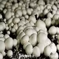 قیمت خرید بذر قارچ صدفی در گروه خرید و فروش قارچ در یکمیوه