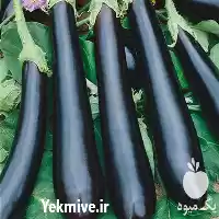 فروش بذر بادمجان مشکی بلند در یزد در گروه خرید و فروش بادمجان در یکمیوه